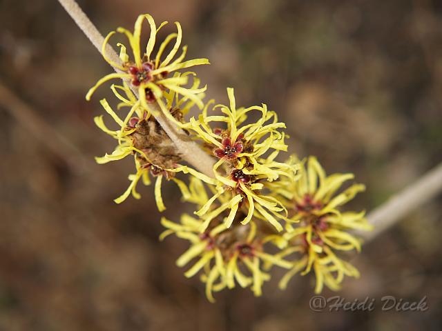 Hamamelis mollis Toverhazelaa.JPG